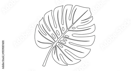 Monstera Leaf Line Art Illustration Design.
