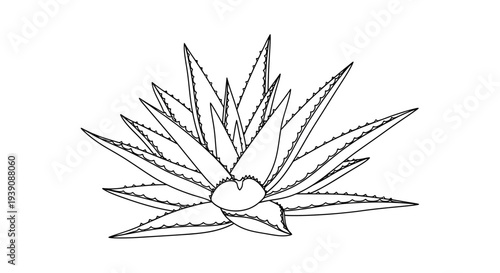 Tableau sur toile Simple Line Drawing of Aloe Vera Plant.