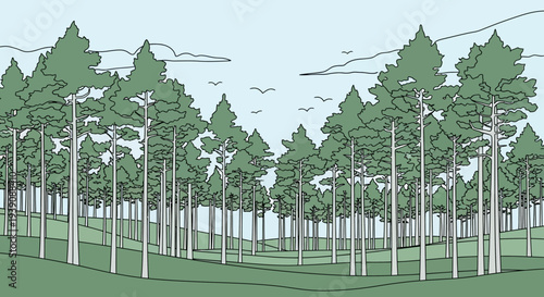 Trees with White Trunks and Green Leaves.