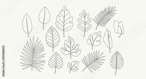 Various Leaf Illustrations in Black and White.