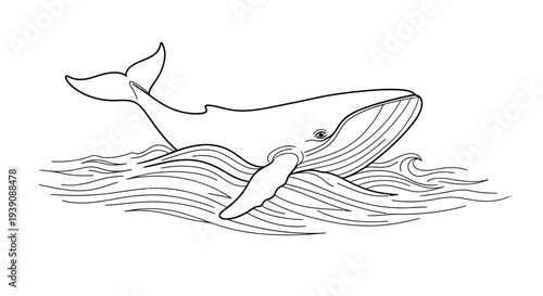 Whale Swimming in the Ocean Surface.