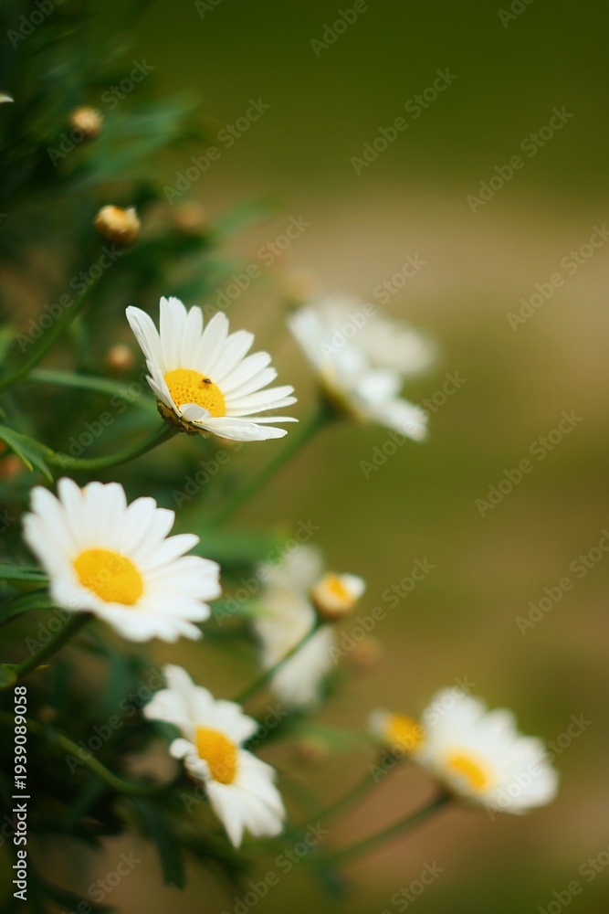 Fototapeta premium White daisies in natural sunlight with soft bokeh