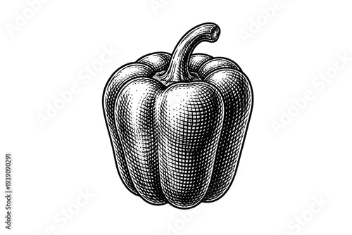 Bell Pepper Vegetable Illustration in Vintage Woodcut Engraving Style
