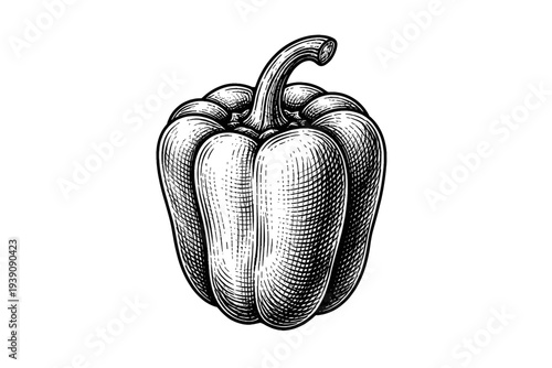 Bell Pepper Vegetable Illustration in Vintage Woodcut Engraving Style