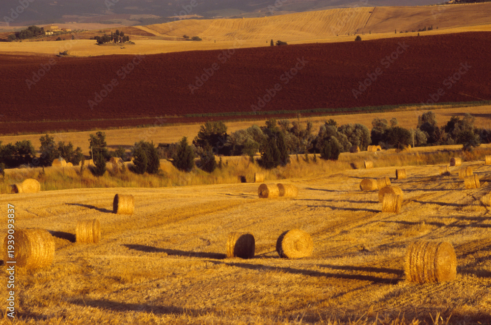 Fototapeta premium val d'orcia harvested corn fields,Tuscany, Italy