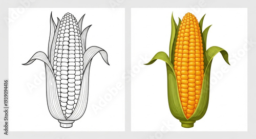 Two illustrations of a fresh ear of corn.