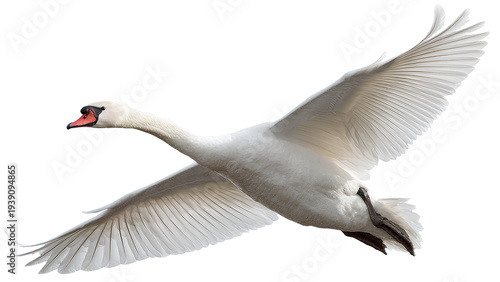 White Swan Flying with Wings Spread Isolated PNG Transparent Background Elegant Bird in Flight