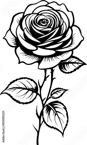 black graphic drawing of a rose flower on a white background, isolated element, decor