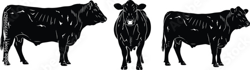 Black Angus Beef Cattle Silhouette Set with Front and Side Views Isolated on White Background for Butchery and Farm Design
