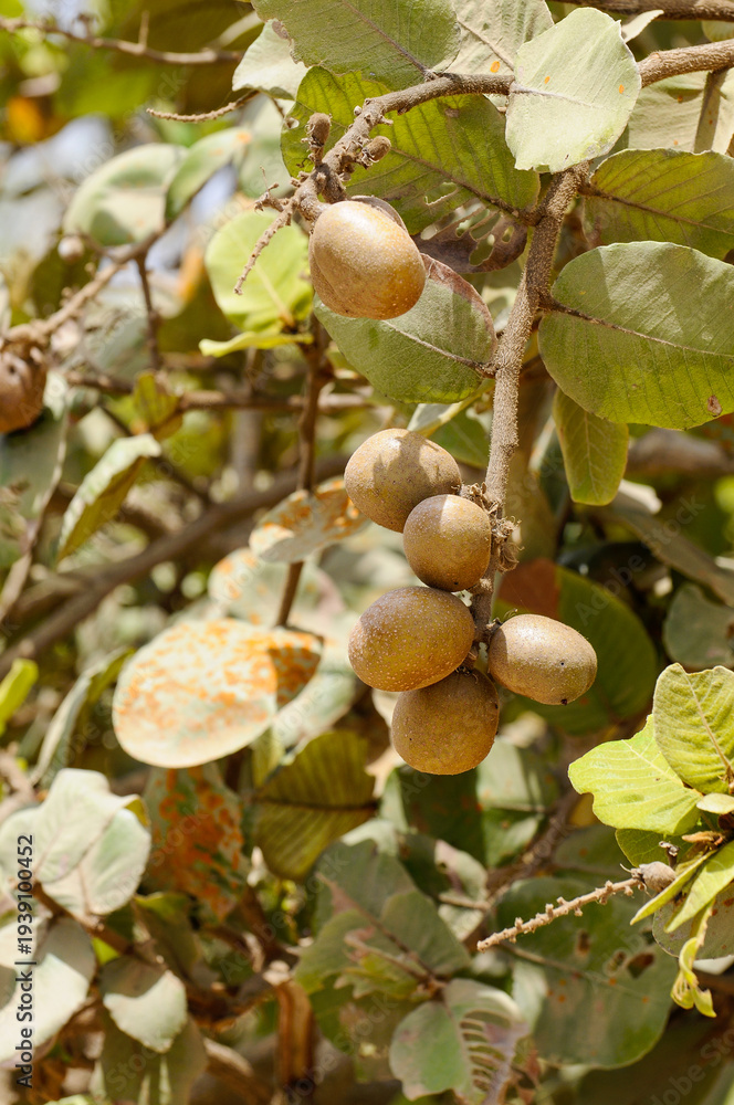 Obraz premium Fruits tropicaux