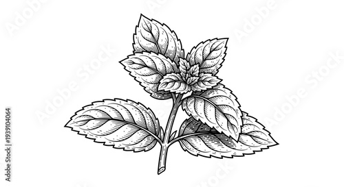 Vintage engraving mint leaves botanical herb illustration hand drawn woodcut style medicinal plant drawing