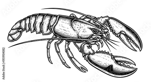 Vintage engraving lobster seafood detailed marine crustacean illustration hand drawn ocean animal in classic woodcut style