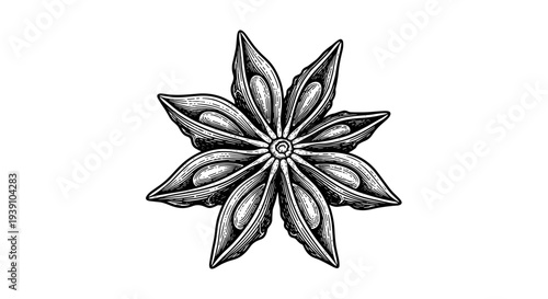 Vintage engraving style star anise illustration