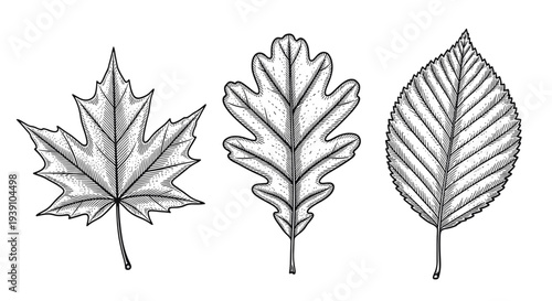 Vintage botanical engraving collection of oak maple and birch tree leaves detailed hand drawn nature illustration in classic woodcut style