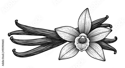 Vintage engraving vanilla flower with vanilla pods detailed botanical spice illustration hand drawn aromatic plant woodcut style