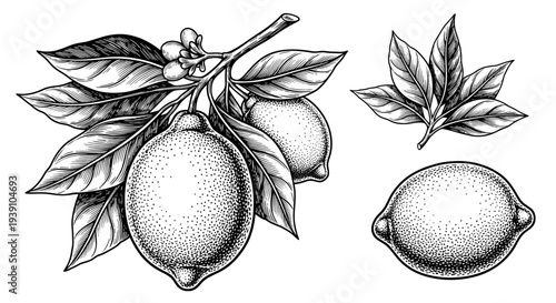 Vintage engraving style lemon illustration