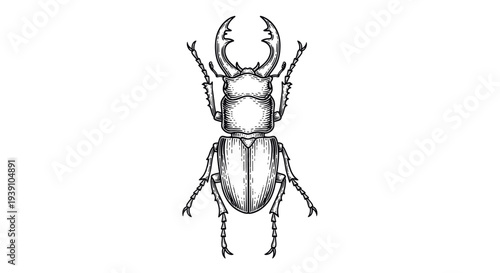 Vintage engraving stag beetle insect detailed entomology illustration hand drawn natural history woodcut style