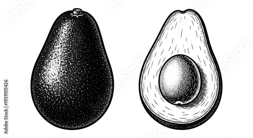 vintage avocado whole and half with seed detailed botanical fruit engraving illustration isolated, hand drawn tropical food antique woodcut style healthy organic ingredient artwork