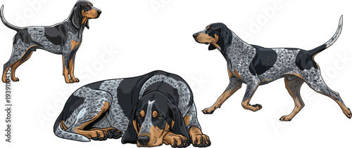 Bluetick Coonhound standing side profile walking trotting pose set