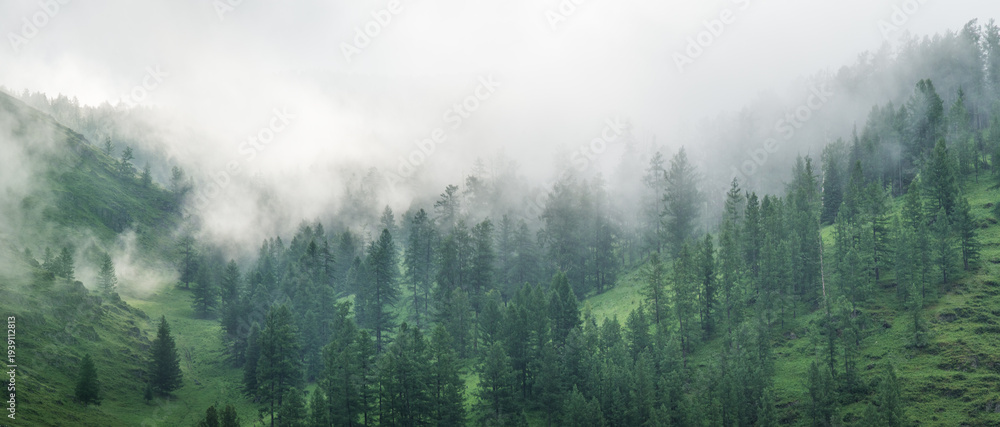 Fototapeta premium Mountain taiga, coniferous forest, morning fog, panoramic view