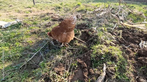 Wallpaper Mural Free Range Brown Hen Pecking and Foraging on Rural Farm Ground Torontodigital.ca