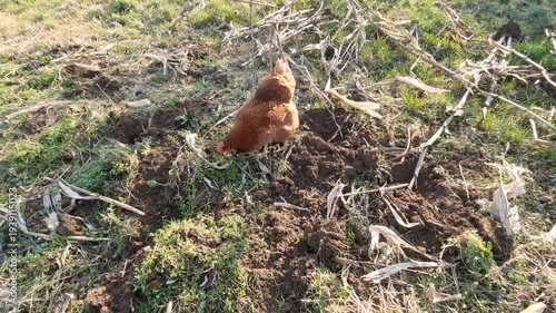 Wallpaper Mural Free Range Brown Hen Pecking and Foraging on Rural Farm Ground Torontodigital.ca