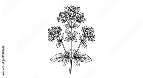 vintage basil herb branch with aromatic leaves detailed botanical engraving illustration isolated, hand drawn culinary herb antique woodcut style natural cooking ingredient artwork