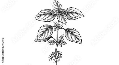 vintage basil herb branch with aromatic leaves detailed botanical engraving illustration isolated, hand drawn culinary herb antique woodcut style natural cooking ingredient artwork