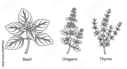 basil oregano thyme aromatic culinary herbs botanical engraving illustration detailed hand drawn vintage medicinal plant woodcut style