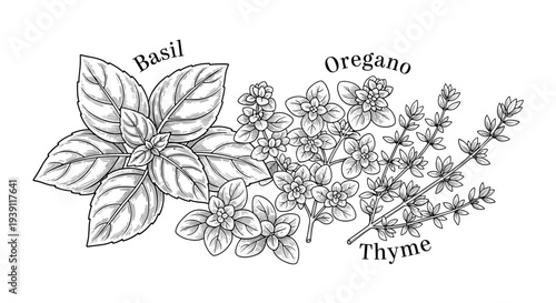 basil oregano thyme aromatic culinary herbs botanical engraving illustration detailed hand drawn vintage medicinal plant woodcut style