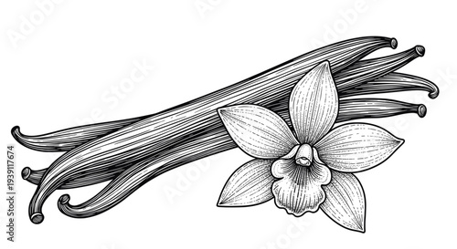 Vintage engraving vanilla flower with vanilla pods detailed botanical spice illustration hand drawn aromatic plant woodcut style