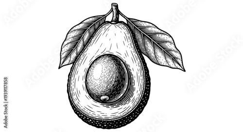 vintage avocado whole and half with seed detailed botanical fruit engraving illustration isolated, hand drawn tropical food antique woodcut style healthy organic ingredient artwork