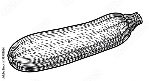 vintage engraving zucchini vegetable detailed garden squash botanical illustration hand drawn organic food ingredient woodcut style