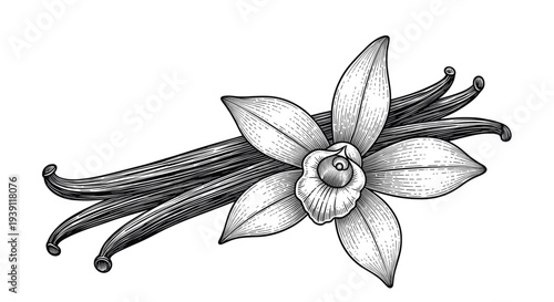 Vintage engraving vanilla flower with vanilla pods detailed botanical spice illustration hand drawn aromatic plant woodcut style