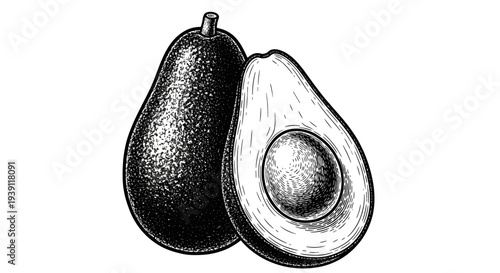 vintage avocado whole and half with seed detailed botanical fruit engraving illustration isolated, hand drawn tropical food antique woodcut style healthy organic ingredient artwork