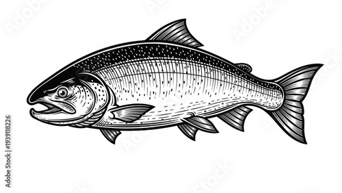 Vintage hand drawn salmon fish engraving illustration