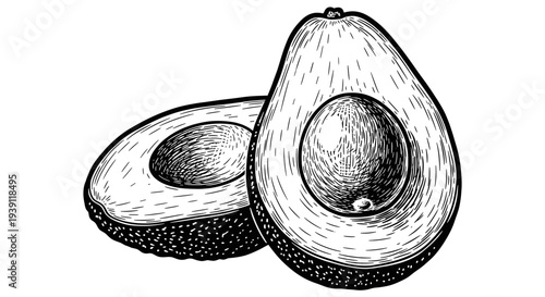 vintage avocado whole and half with seed detailed botanical fruit engraving illustration isolated, hand drawn tropical food antique woodcut style healthy organic ingredient artwork
