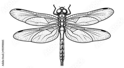 Vintage engraving dragonfly insect detailed symmetrical wings entomology illustration hand drawn natural history woodcut style