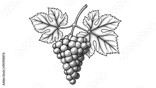 Vintage grape bunch engraving, antique wine grapes sketch and botanical vine branch illustration in woodcut style isolated