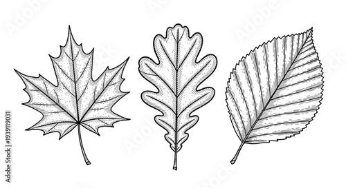 Vintage botanical engraving collection of oak maple and birch tree leaves detailed hand drawn nature illustration in classic woodcut style