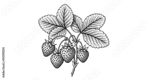 Vintage strawberry plant with ripe berries flowers and leaves detailed botanical engraving illustration isolated, hand drawn garden fruit branch antique woodcut style natural food artwork