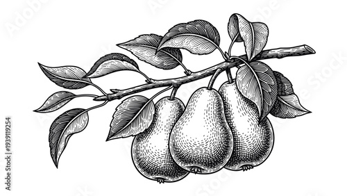 Vintage Pear Branch Engraving Style. Vector Hand Drawn Illustration of Organic Fruit with Leaves.