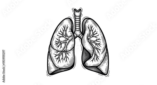 human lungs anatomical vintage medical engraving illustration isolated, detailed respiratory system organ hand drawn antique anatomy woodcut style