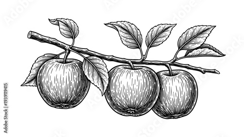 vintage apple branch with leaves detailed botanical fruit engraving illustration isolated, hand drawn orchard fruit antique woodcut style natural food botanical artwork