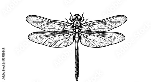 Vintage engraving dragonfly insect detailed symmetrical wings entomology illustration hand drawn natural history woodcut style