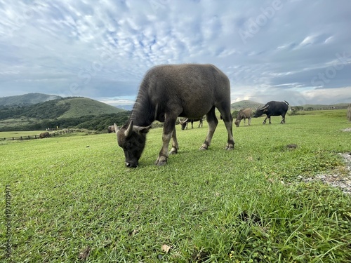 Water buffalo grazing in a grassy field at Qingtiangang Grassland in Yangmingshan National Park, Taiwan
