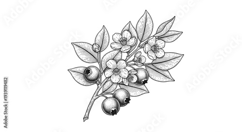 vintage blueberry branch with ripe berries and leaves detailed botanical engraving illustration isolated, hand drawn antique fruit plant woodcut style natural food artwork