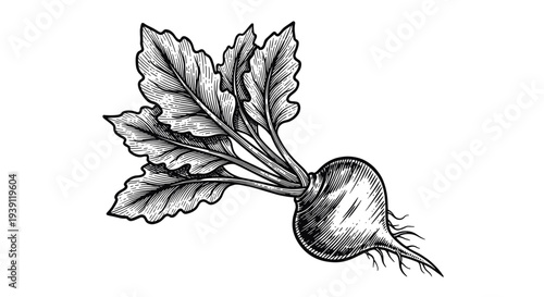 vintage botanical radish root vegetable detailed engraving illustration with leaves isolated, antique hand drawn garden plant woodcut style food illustration
