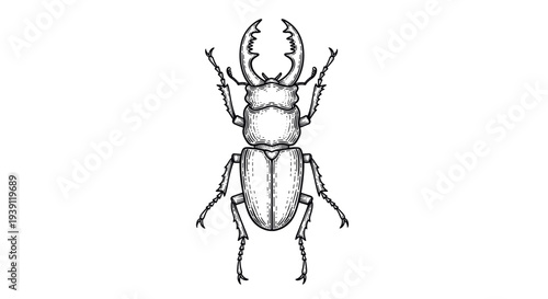 Vintage engraving stag beetle insect detailed entomology illustration hand drawn natural history woodcut style