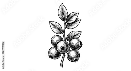 vintage blueberry branch with ripe berries and leaves detailed botanical engraving illustration isolated, hand drawn antique fruit plant woodcut style natural food artwork
